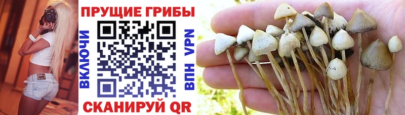 сайты даркнета какой сайт  Городец  Псилоцибиновые грибы Magic Shrooms  блэк спрут сайт 
