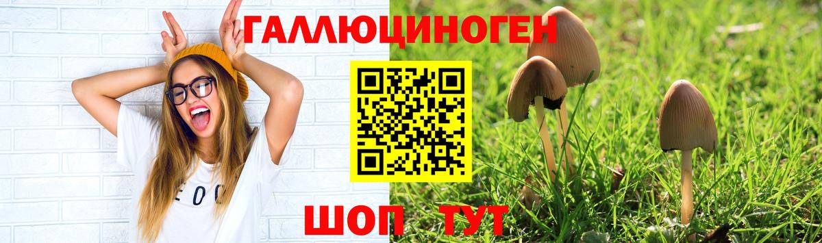 Псилоцибиновые грибы Cubensis  Вход с VPN  Городец 
